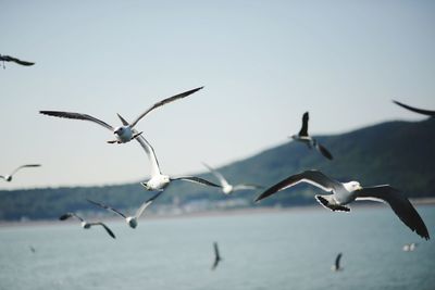 Seagulls flying over sea against clear sky