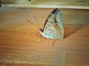 Close-up of butterfly perching on leaf