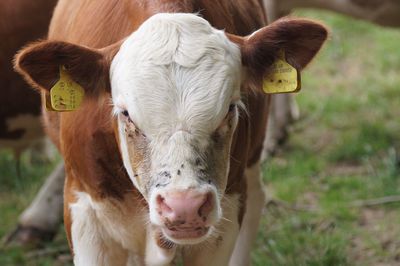 Close-up portrait of cow