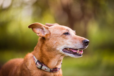 Close-up of dog looking away