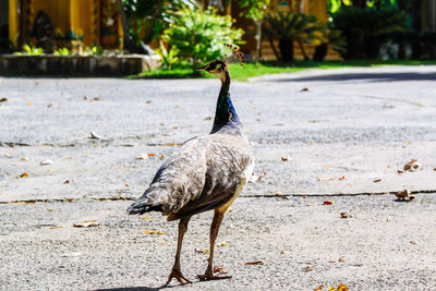 View of a bird on field