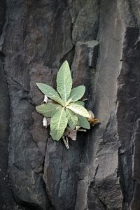 leaf