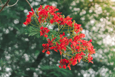 Close-up of red flowering plant