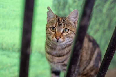 Close-up portrait of tabby cat