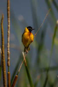 Close-up of bird perching on plant