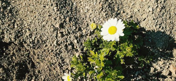 High angle view of flowering plant