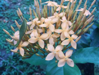 Close-up of white flowering plant