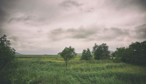 Scenic view of field against sky