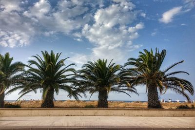 Palm trees against sky
