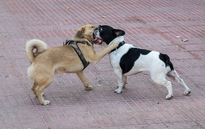 Dogs puppy outdoors