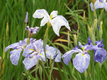 Close-up of purple flowering plants