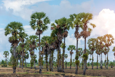 Trees on field against sky