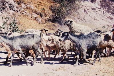 Goats and sheep walking on field