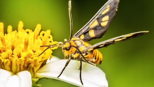 Close-up of butterfly on flower