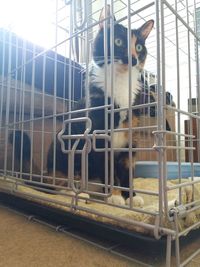 Portrait of horse in cage