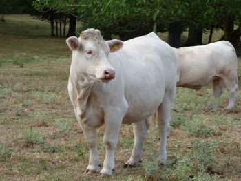 Portrait of sheep standing in farm