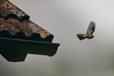 Low angle view of a bird flying