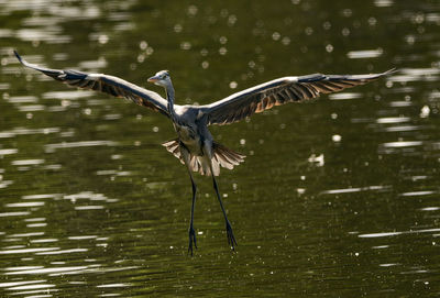 View of bird flying over lake