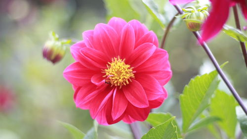 Close-up of pink cosmos flower