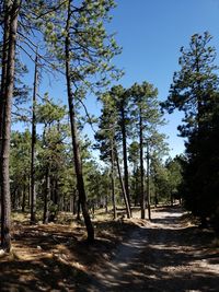 Footpath amidst trees in forest against sky