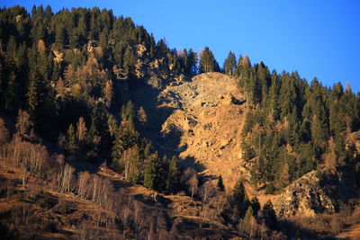 Panoramic view of pine trees in forest against sky