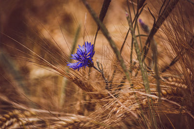 Close-up of purple flower growing on field