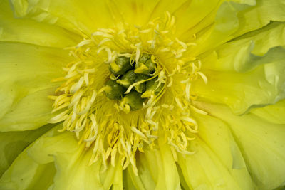 Full frame shot of yellow flowering plant