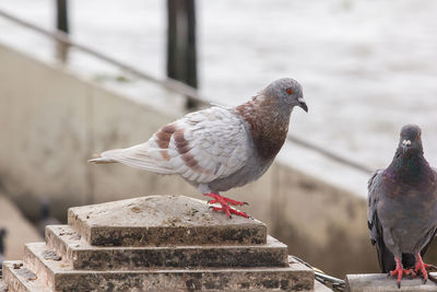 Close-up of pigeons perching on metal