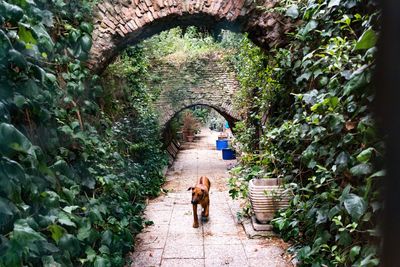 View of dog on footpath