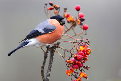 Close-up of bird perching on a tree