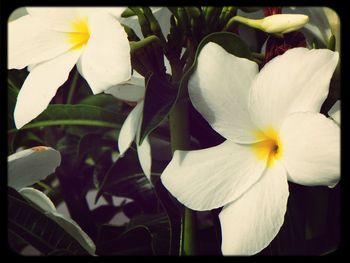 Close-up of white flowers