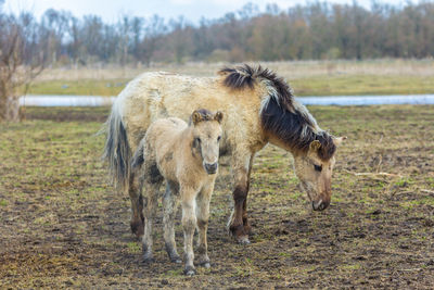 Wild konik horses in dutch oostvaardersplasse in the netherlands