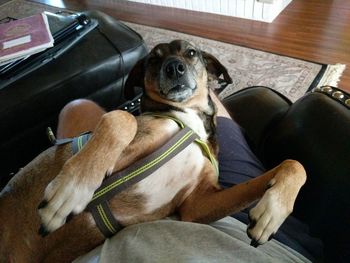 Close-up of dog sitting on sofa at home