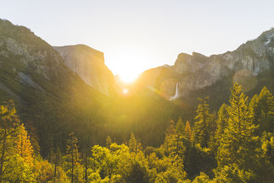 Scenic view of pine trees against clear sky