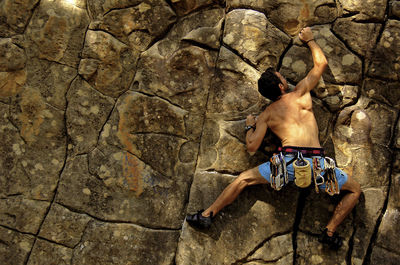 Dog looking at camera