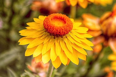 Close-up of yellow flower