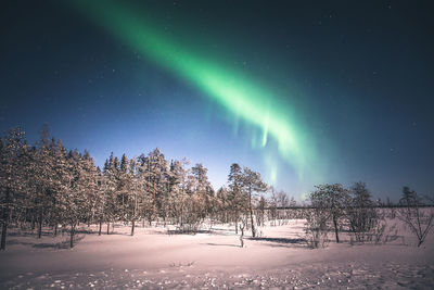 Scenic view of trees against aurora polaris in sky at night during winter