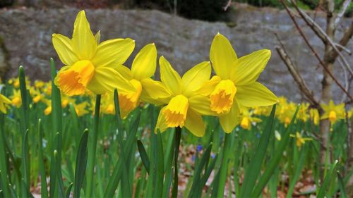 Close-up of yellow flowers blooming on field