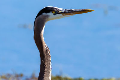 Close-up of seagull