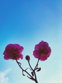 Low angle view of pink flowers against clear blue sky