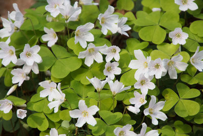 Close-up of white flowering plants