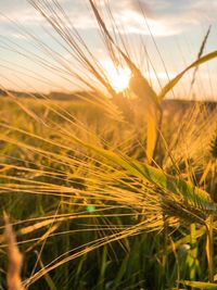 Close-up of wheat growing on field at sunset