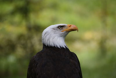 Close-up of bald eagle looking away