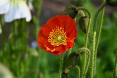 Close-up of red flower on plant