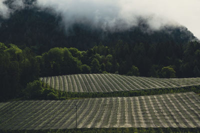 Alpine orchard against ominous rain cloud