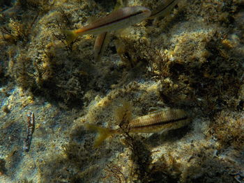 View of fish in sea