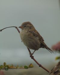 Close-up of bird perching on tree