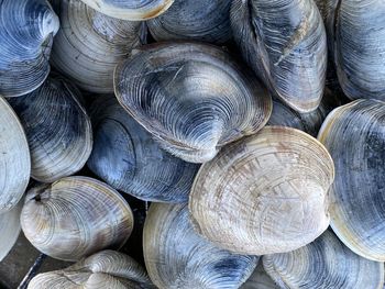 Detail shot of quahogs at chatham, cape cod