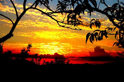 Silhouette trees against orange sky