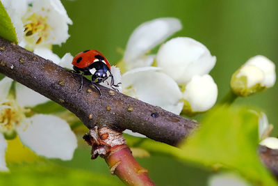 Close-up of ladybug on leaf
